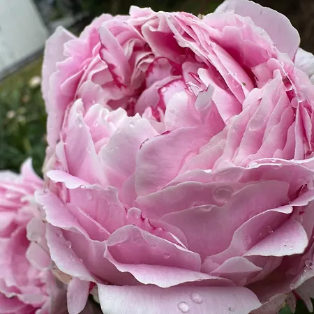 Historisches Winzerhaus Mit Moselblick Apartment